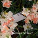 Narcissus “My Story”