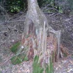 Yellow Birch roots