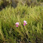 Orchid grass...Caloposom pulchellus, a bog orchid