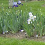 A couple of mini irises