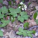 Toothwort (Dentaria laciniata)