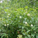 Button bush Cephalantus occidentalis