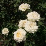 An untagged white rose.