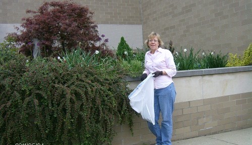 Ellen in front of the main bed at the City Building. The plant is a cotoneaster.