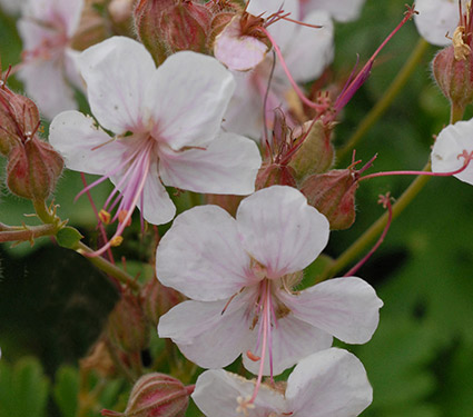 'Biokovo' flower