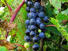 frost grape